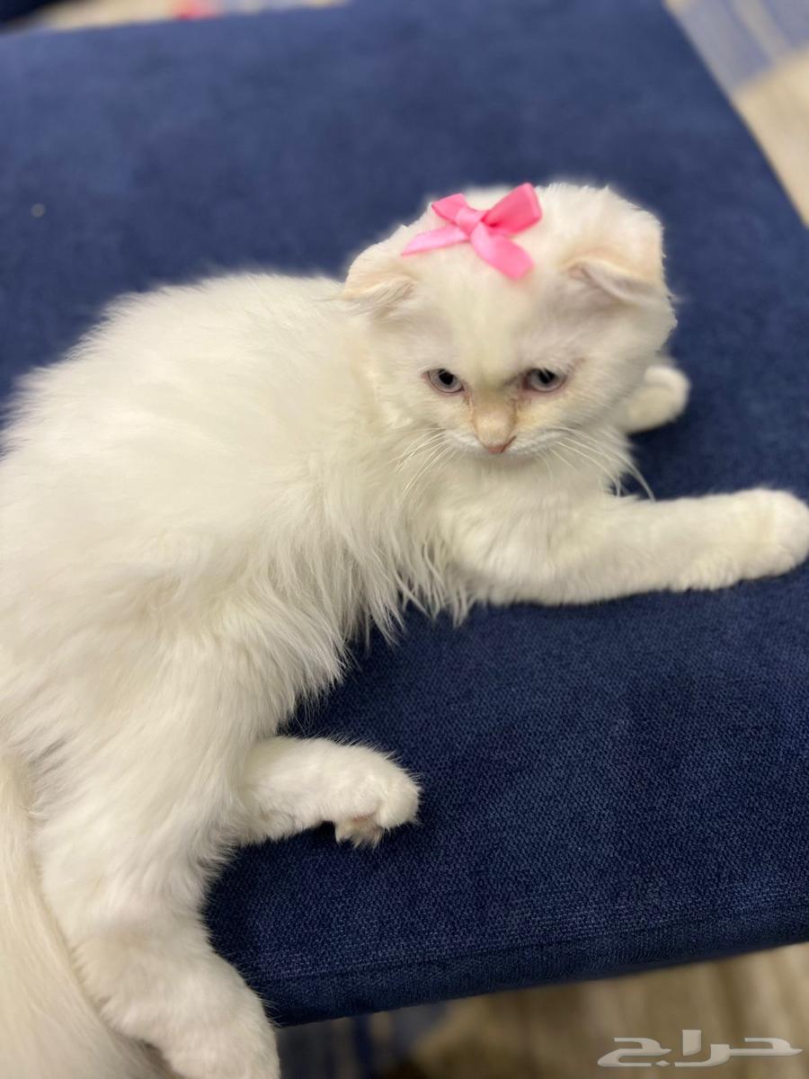 قطة انثى سكوتش فولد للبيع64391892998274110