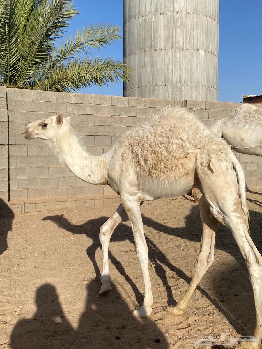 For sale: two white colts, one around five months old and the other a breeding project64384409948545114