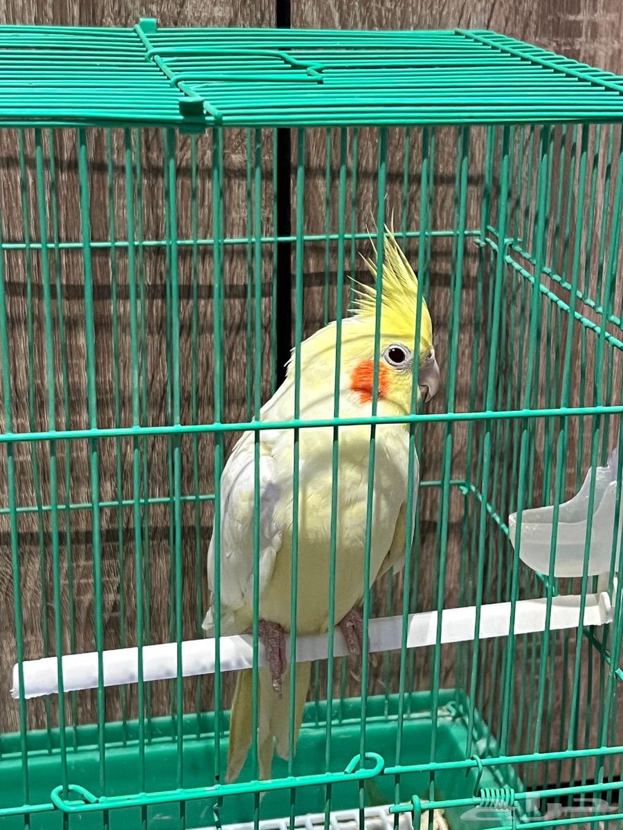 طير كوكتيل للبيع64388454512771112