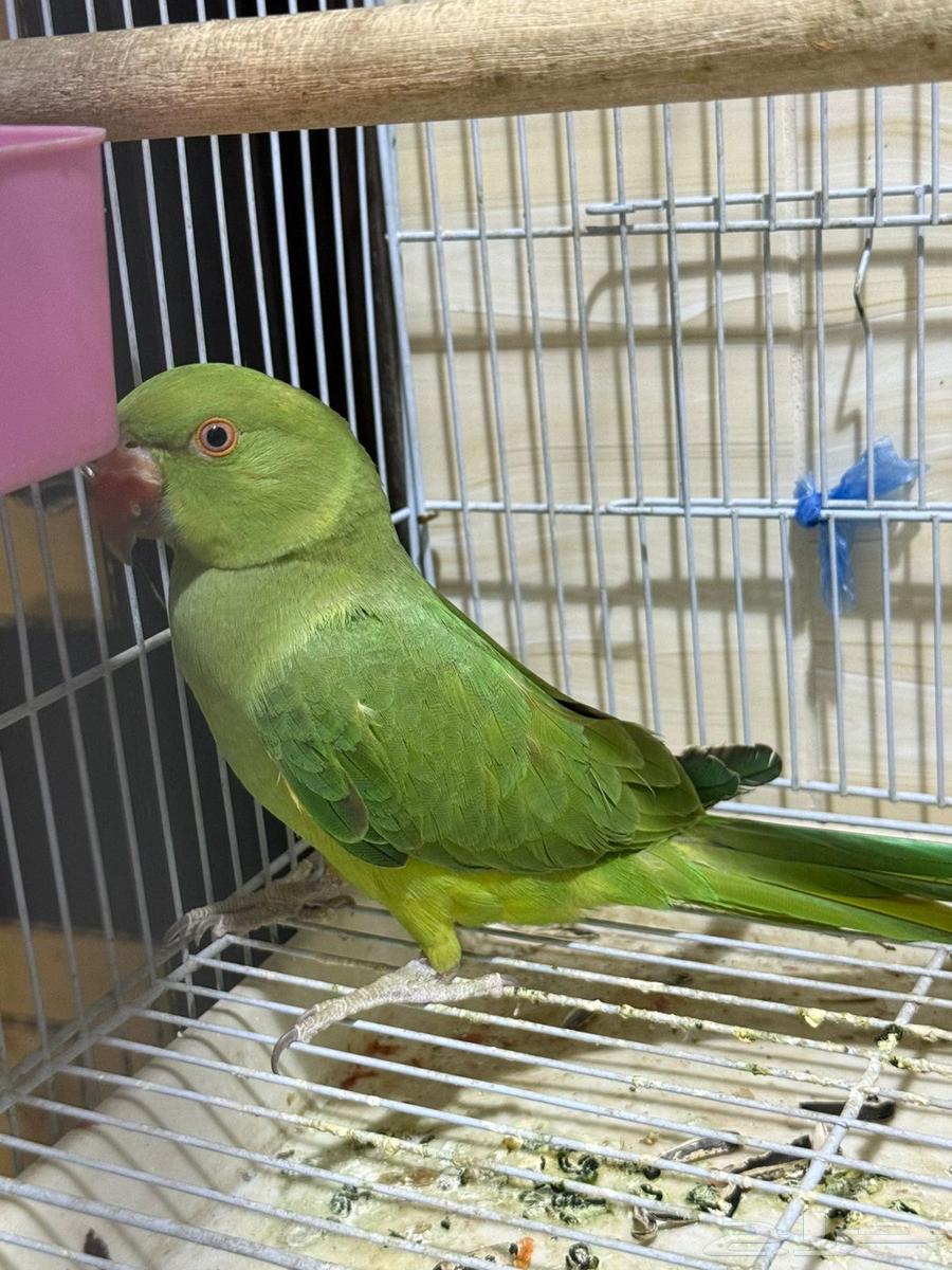 ببغاء دره للبيع متكلم64384980209537114