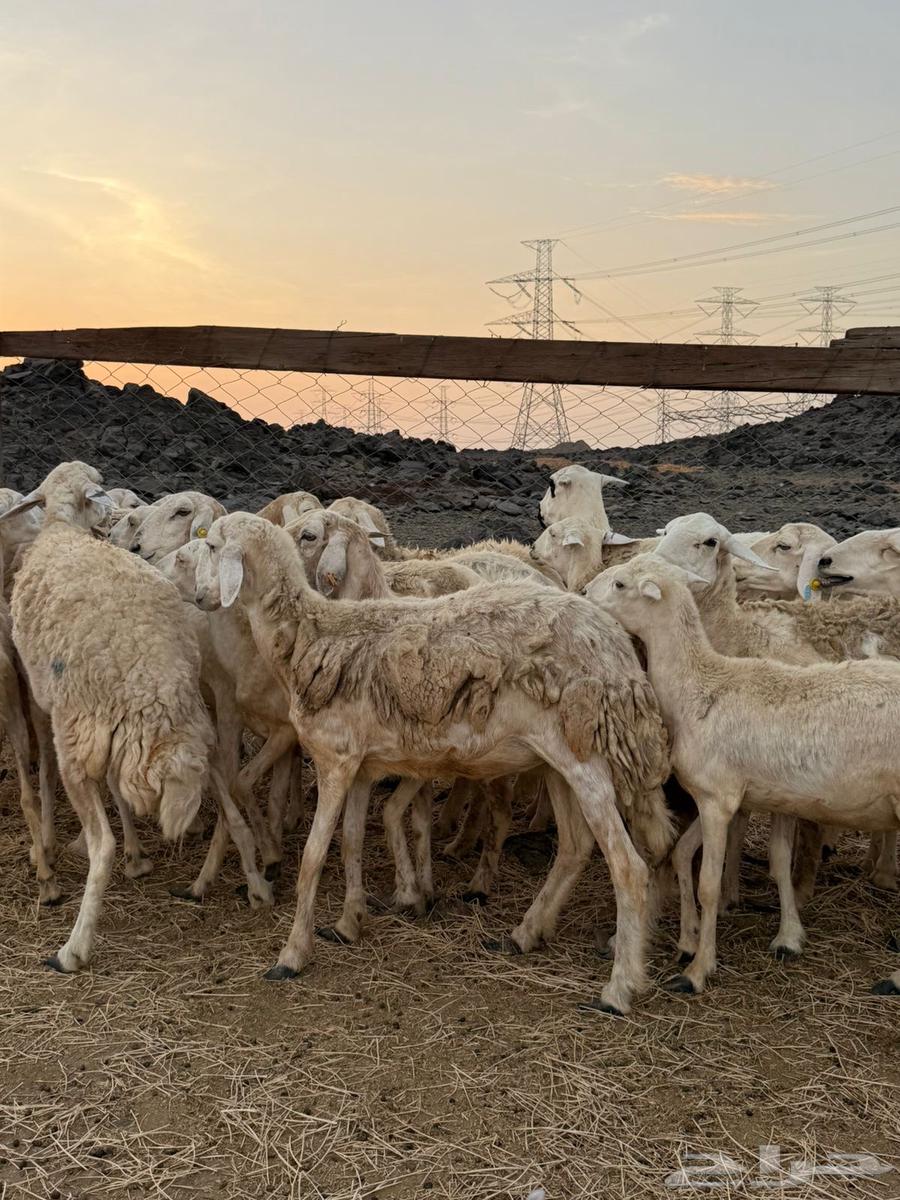 20 ضان حريات طيبه بالحيل وصغار اسنان64388357544195111