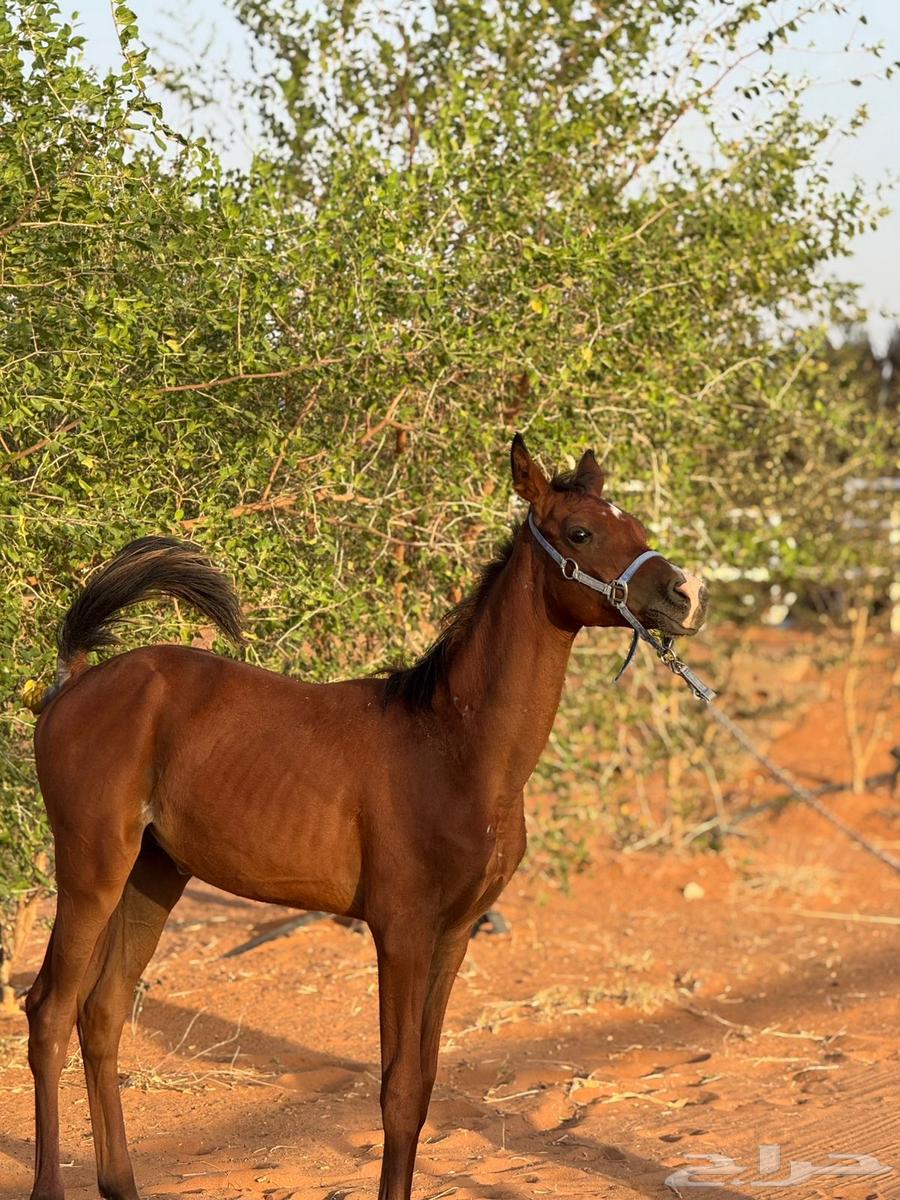 مهر عربي واهو للبيع64381507880066111