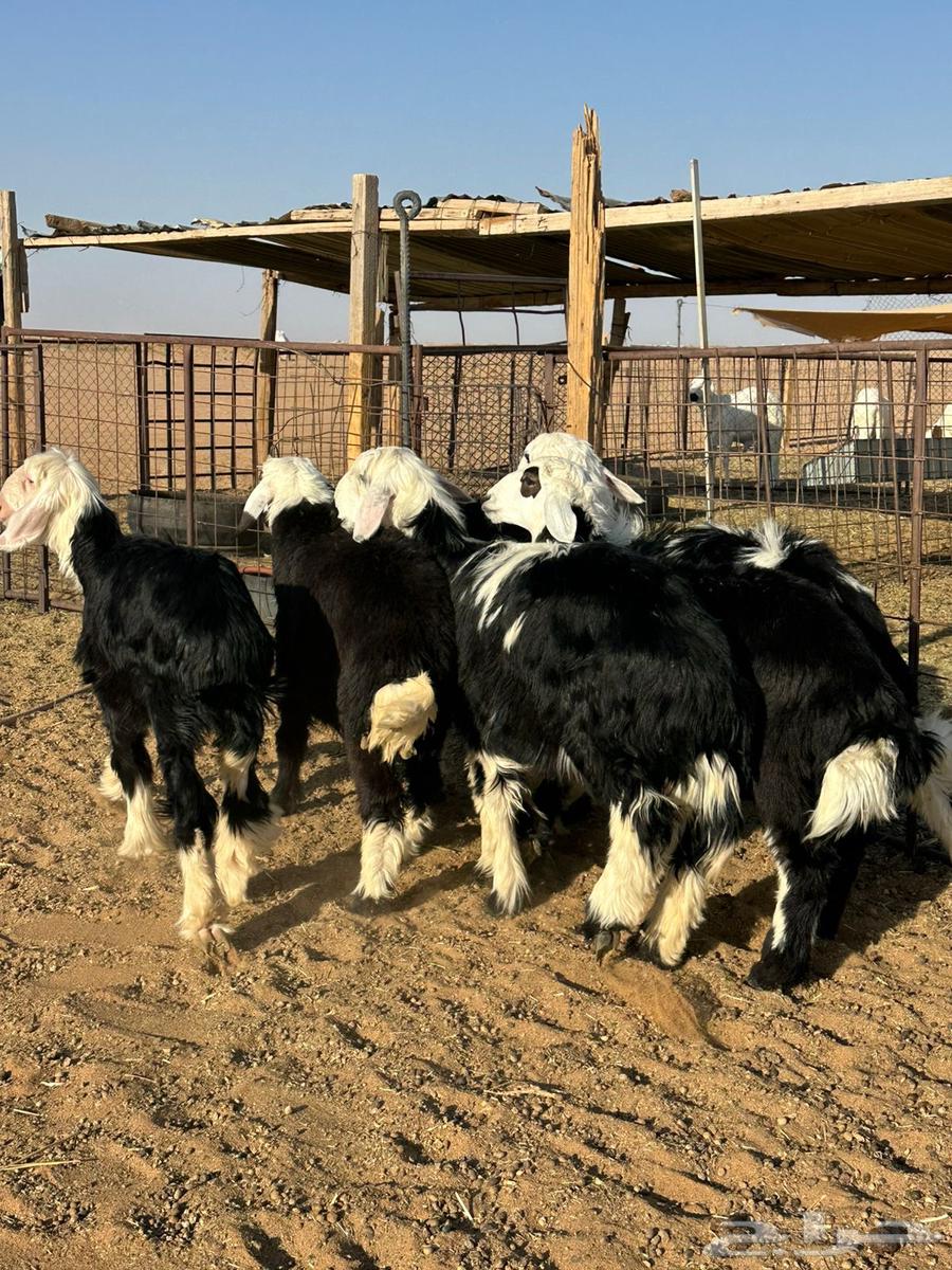 للبيع رخال نجد طيبه64383414407810111