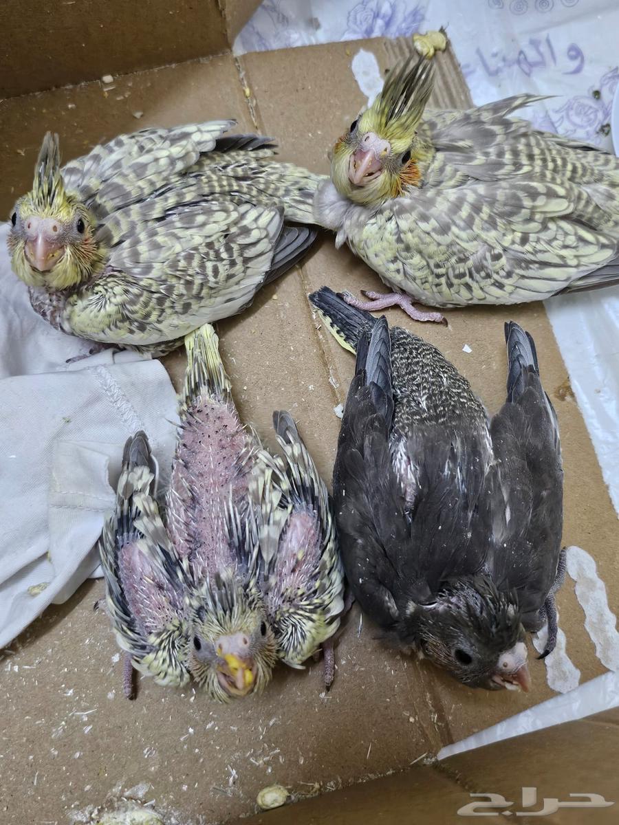 Crows birds64377739758979110