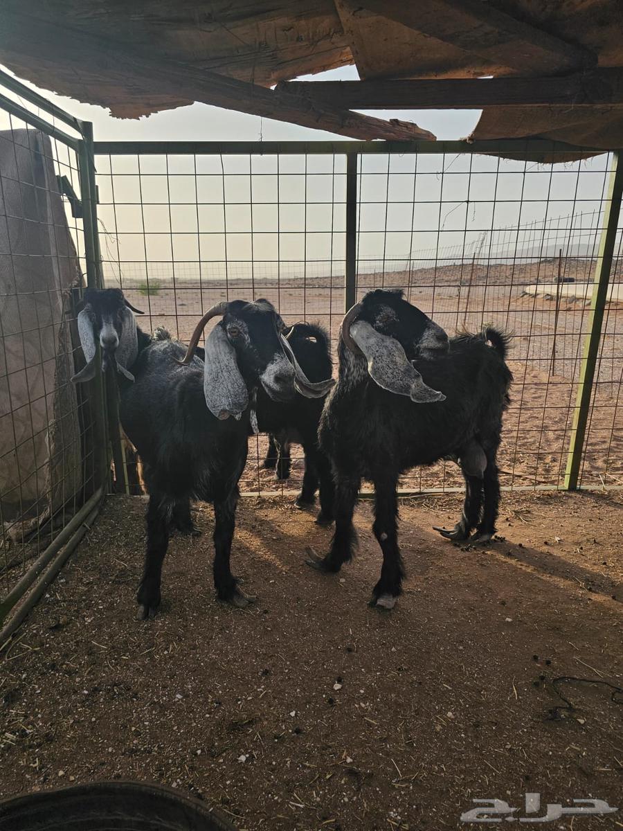 معزا للبيع64389709307267110