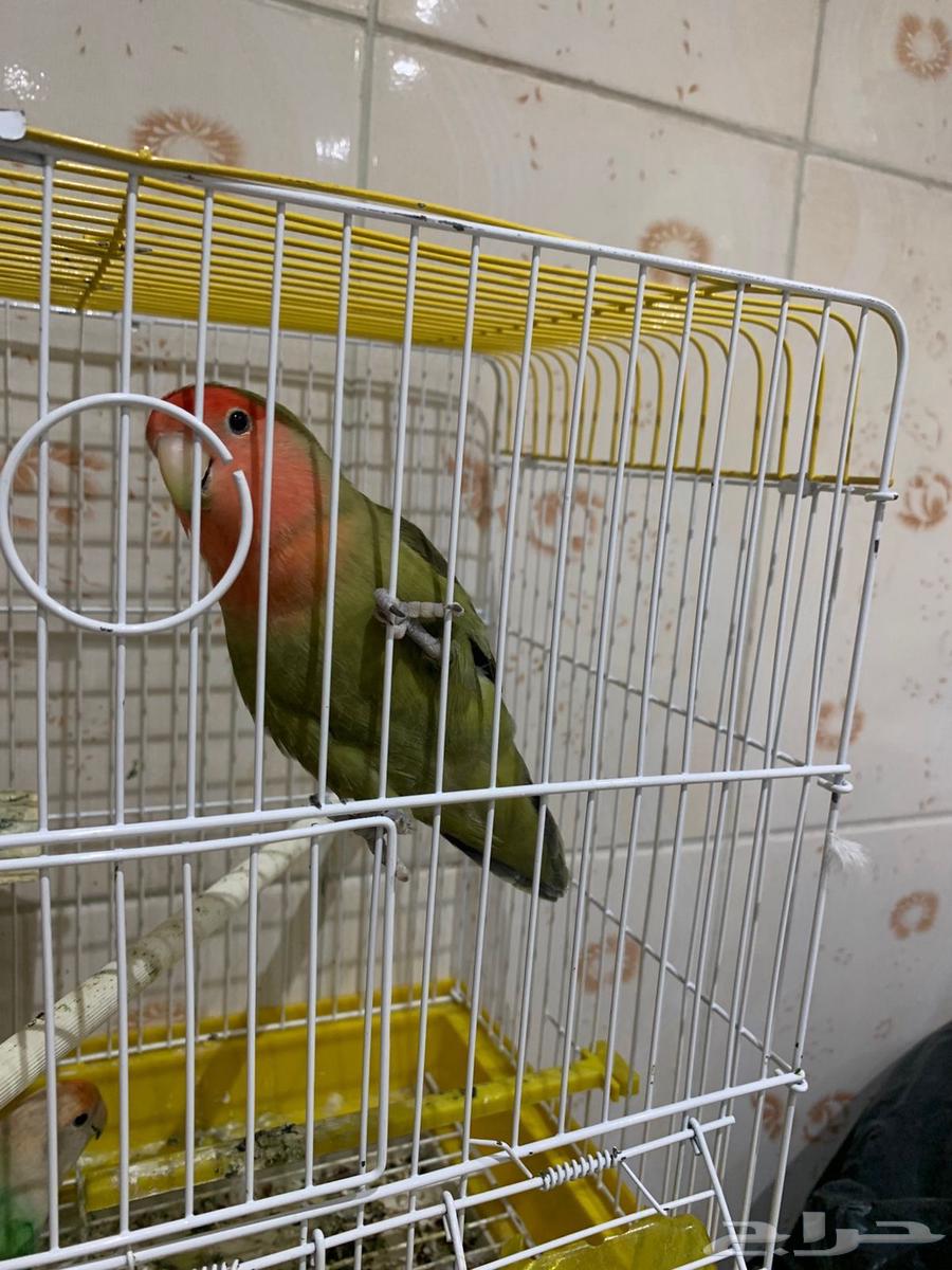 للبيع طيور زينة مميزة64382404626307112