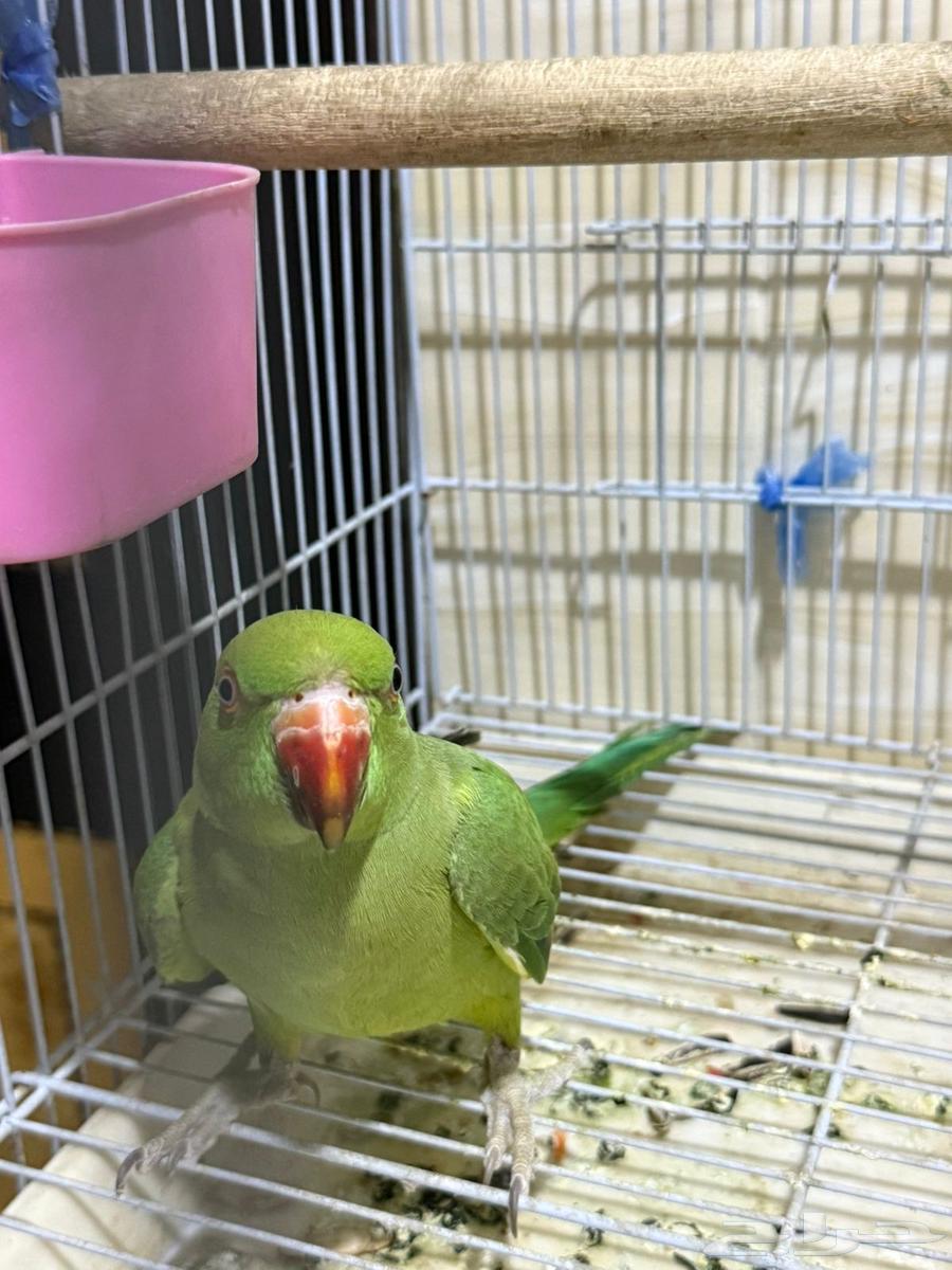 ببغاء دره للبيع متكلم64384980209537111