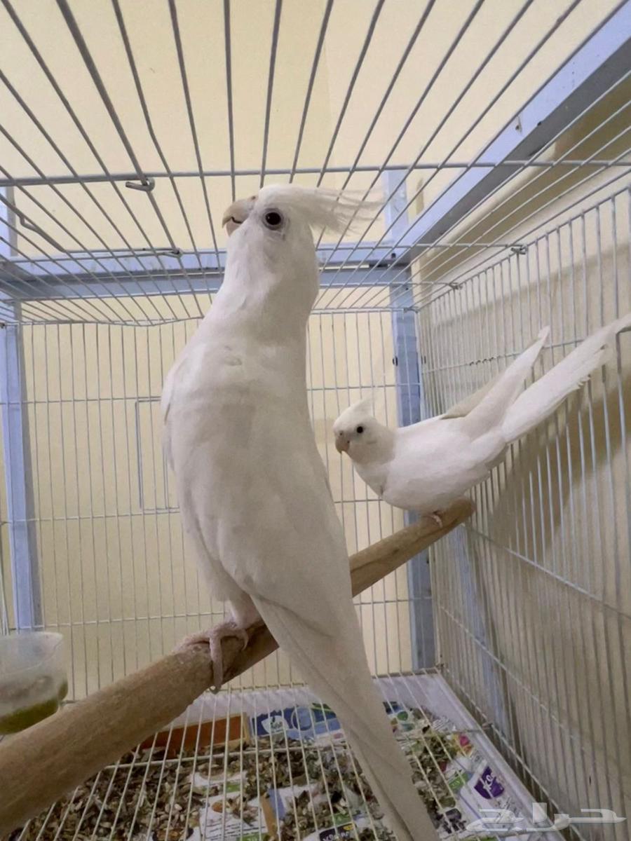 للبيع زوج كروان سينمون والبينو عيون حمر منتج64391797621505110