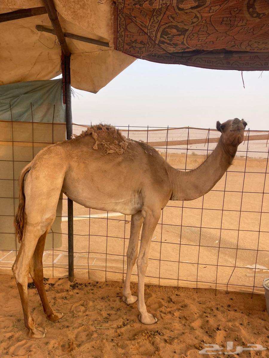 بكره حقه64389168771843112