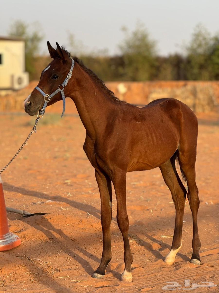 مهر عربي واهو للبيع64381507880066112