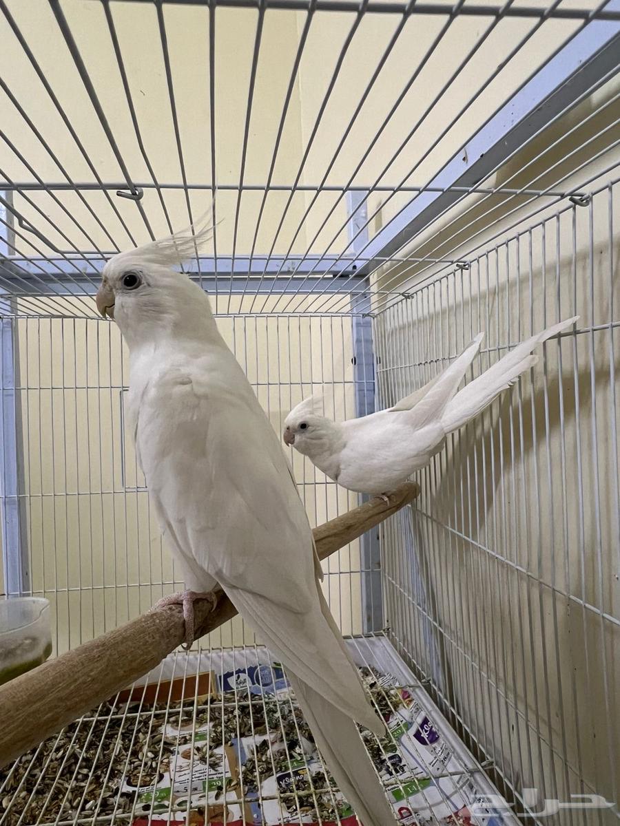 للبيع زوج كروان سينمون والبينو عيون حمر منتج64391797621505113