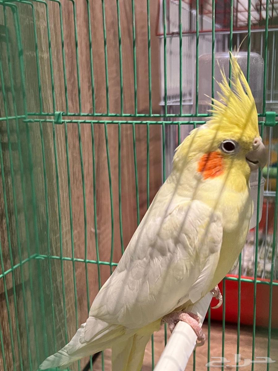 طير كوكتيل للبيع64388454512771110