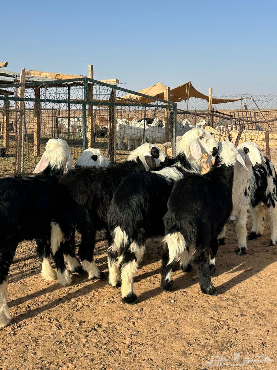 للبيع رخال نجد طيبه64383414407810110