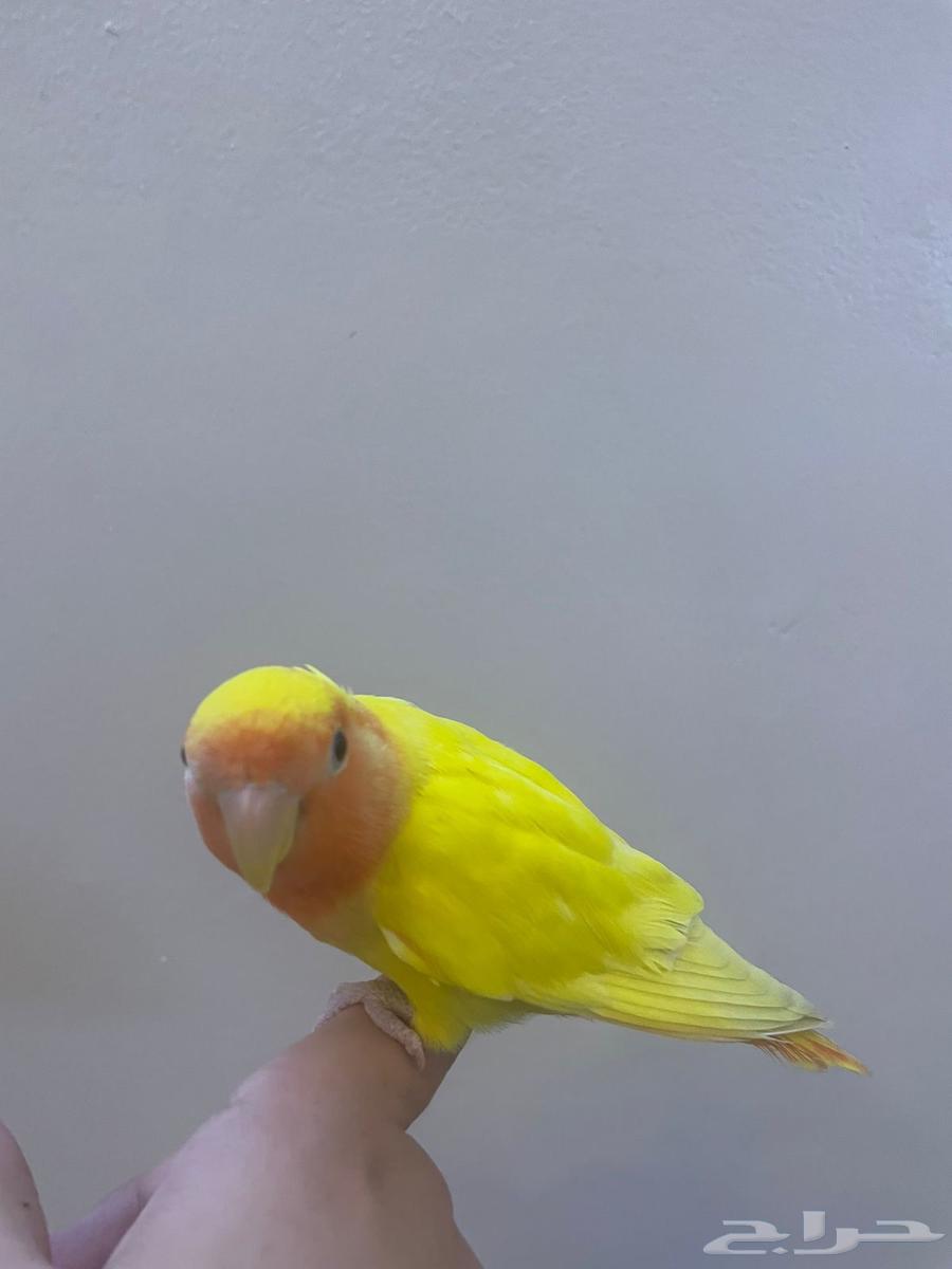 طير روز لاتينو اليف وهدد64378120500354111