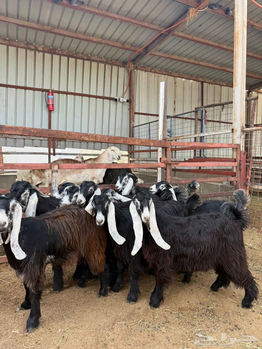 Class A Class Support Beams64392210175107111