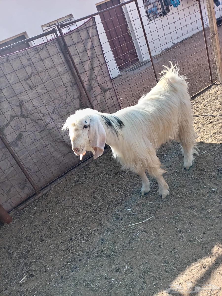 تيس فحل للبيع64381095541377111