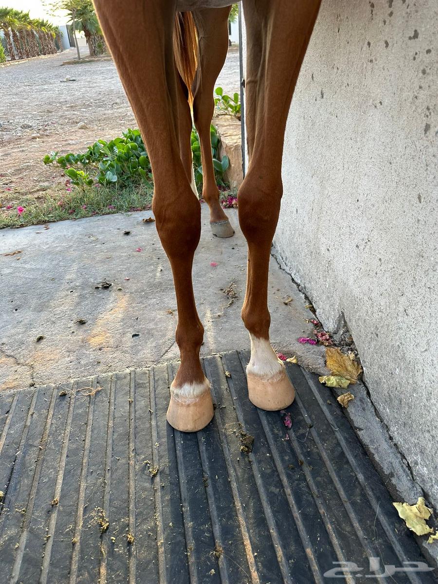 مهر للبيع64383898800897110