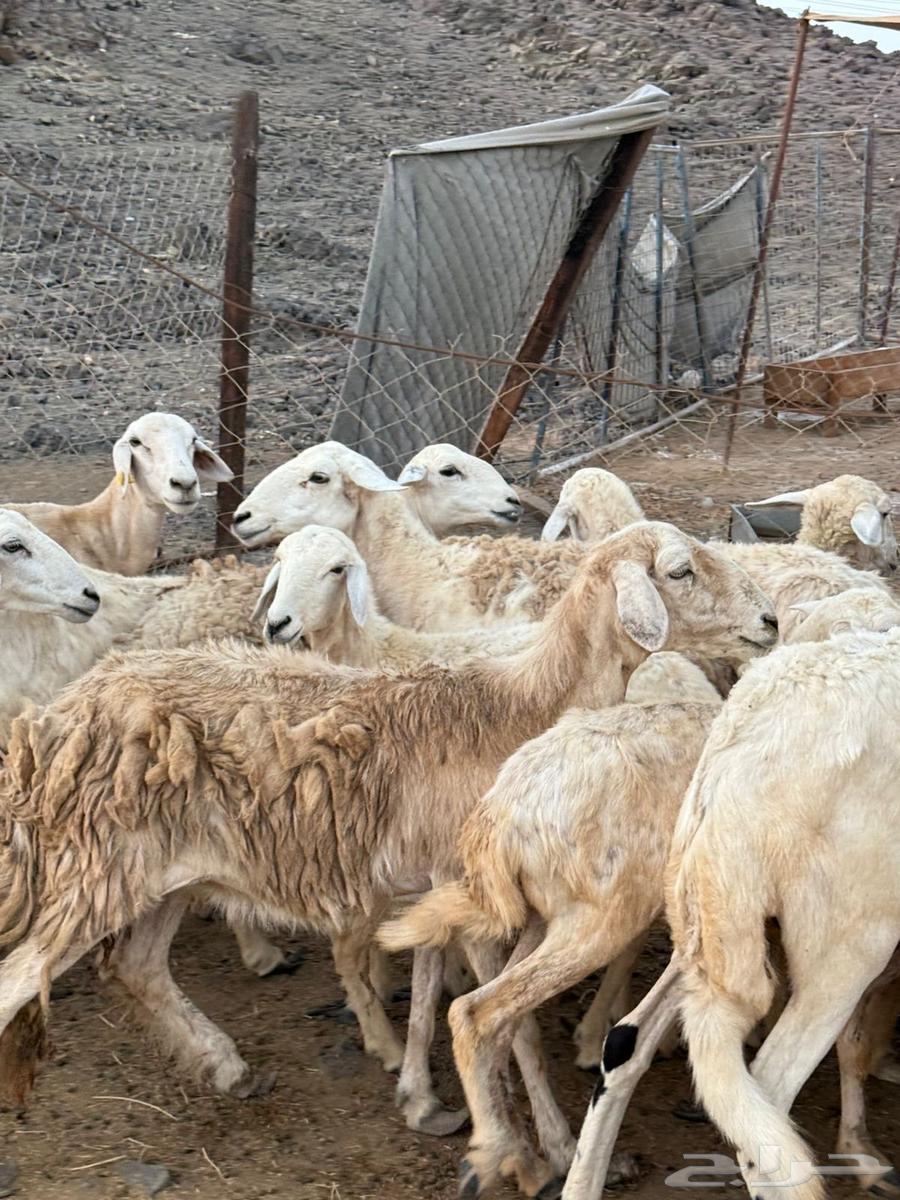 20 ضان حريات طيبه بالحيل وصغار اسنان64388357544195113