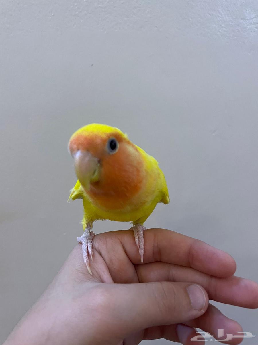 طير روز لاتينو اليف وهدد64378120500354114