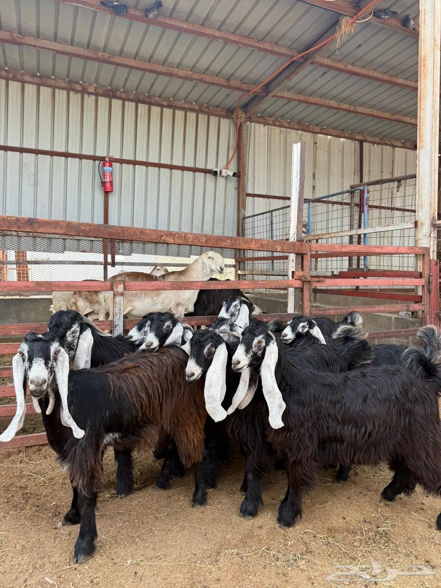 Class A Class Support Beams64392210175107112