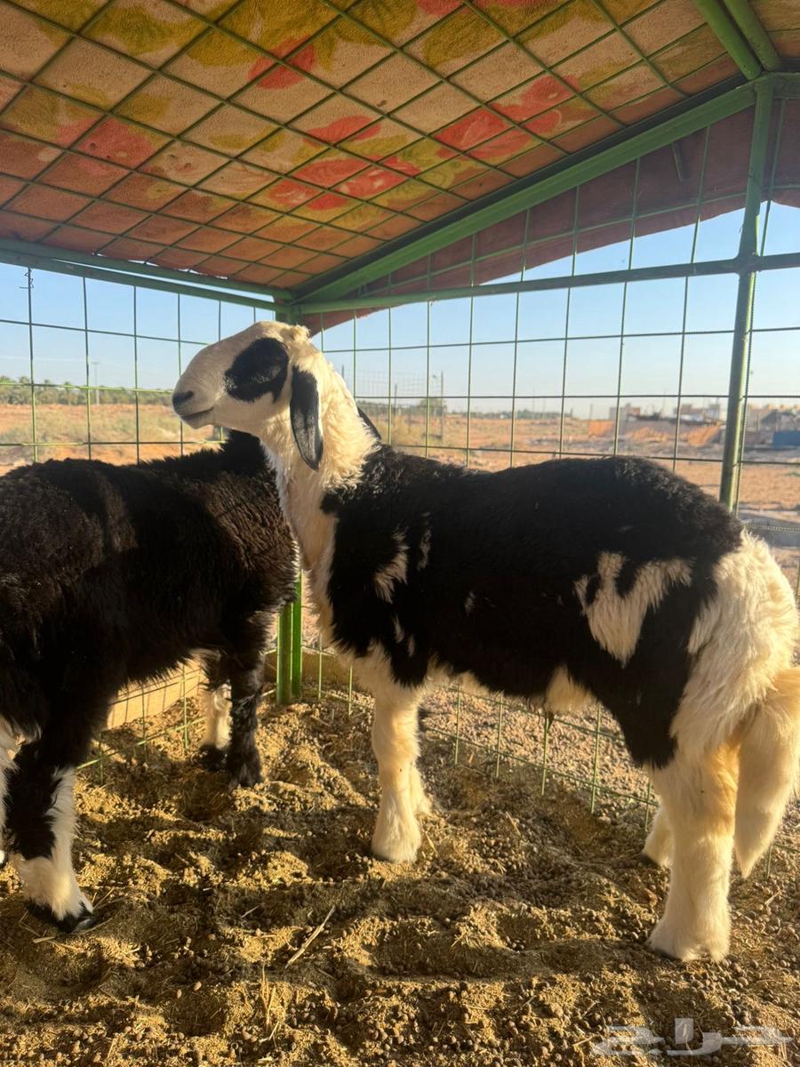 خروف ورخل للبيع64384758836354110