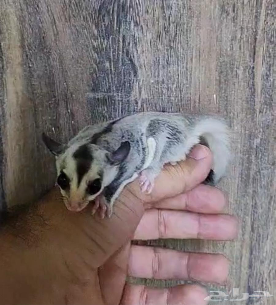 السنجاب الطائر .. وايت فيس64377870815233110