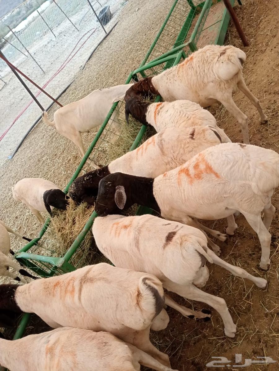 بربري صومالي تربيه 500 ريال64378310314115111