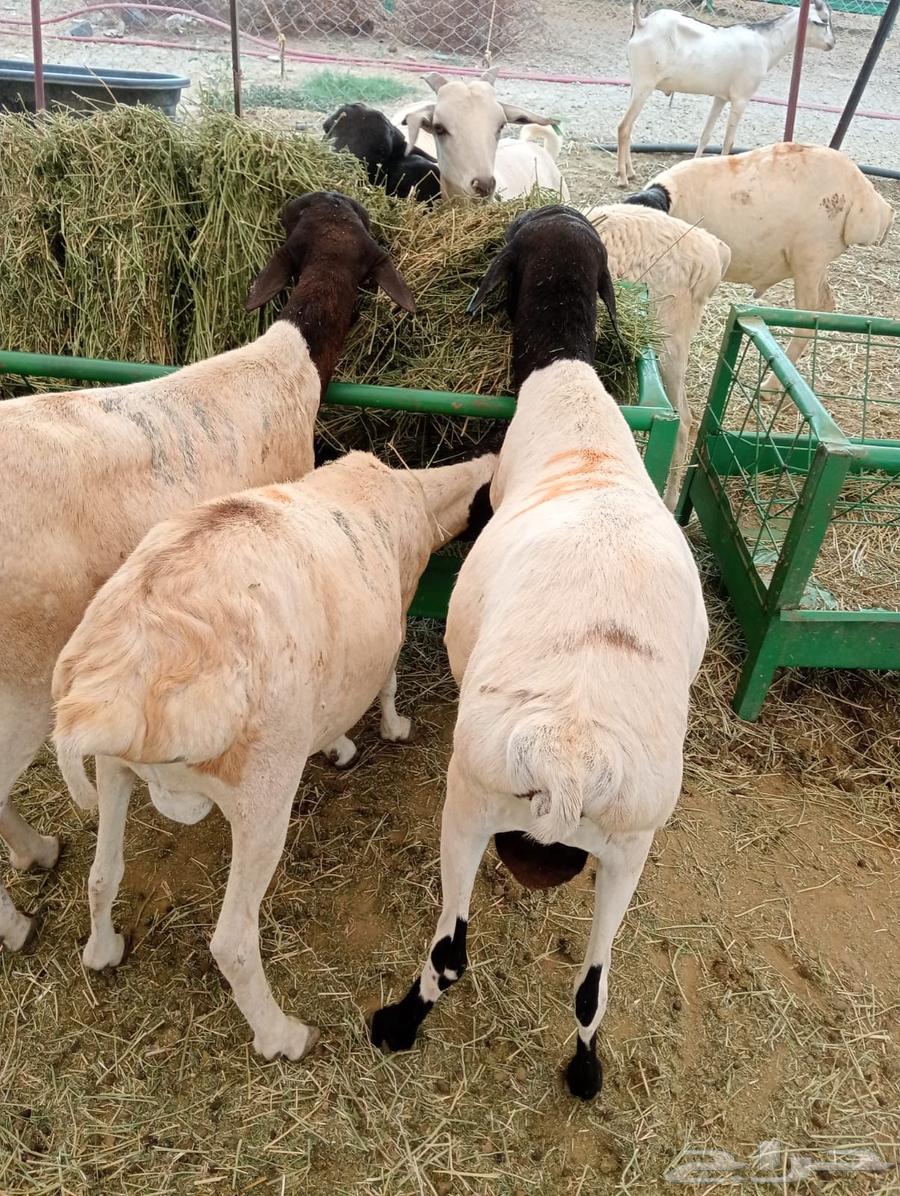 بربري صومالي تربيه 500 ريال64378310314115110