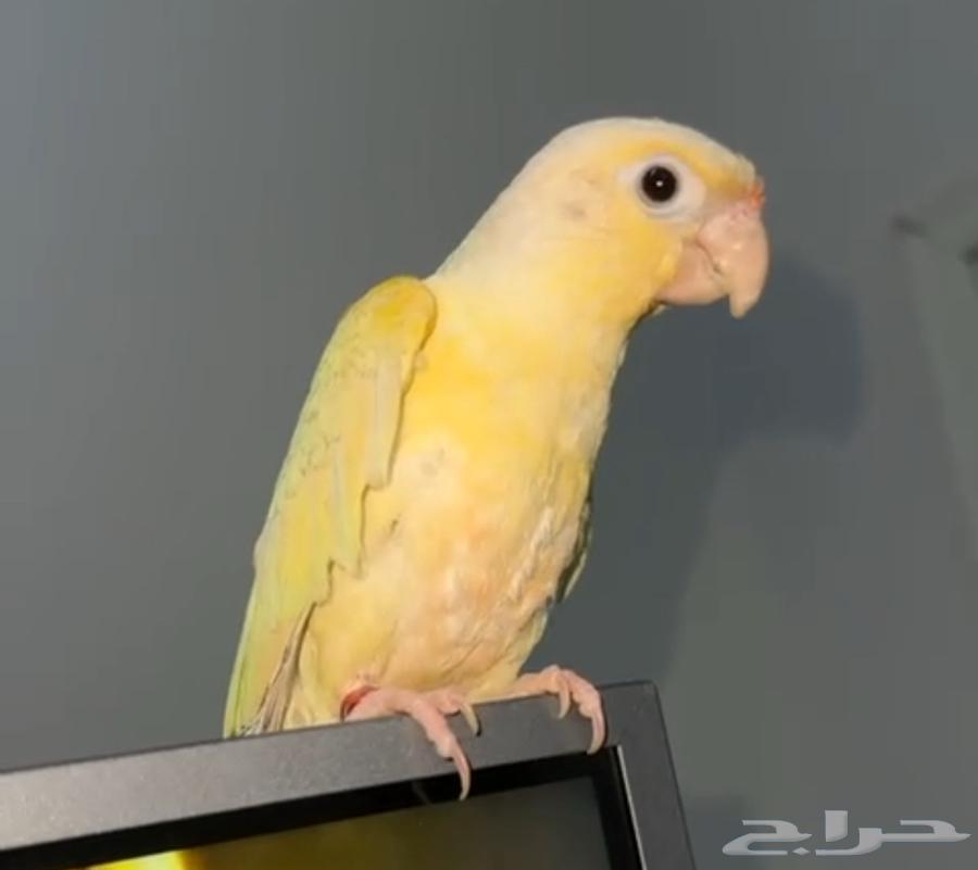 كنيور مون شيك انتاج محلي64385272418050110