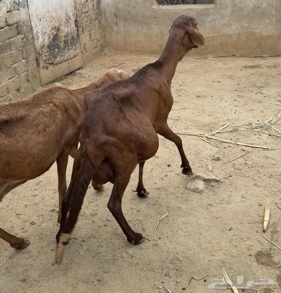 ضان سواكنيه64389294552193111