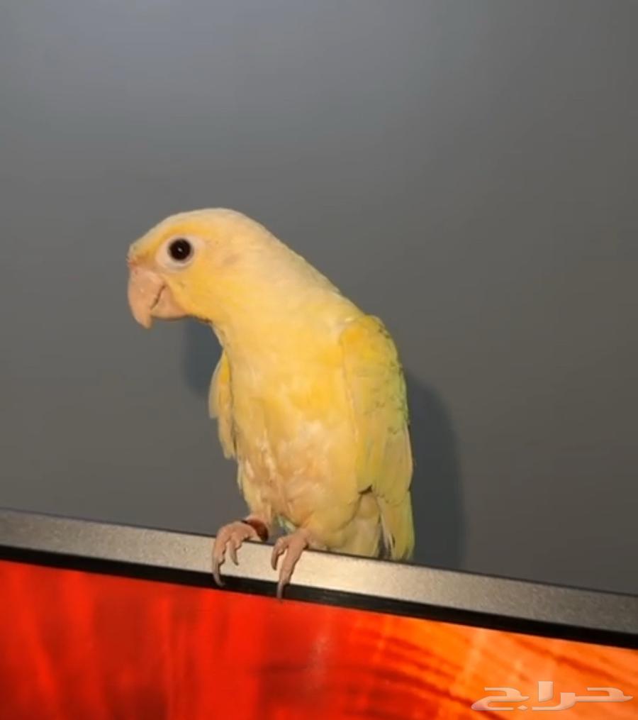 كنيور مون شيك انتاج محلي64385272418050114