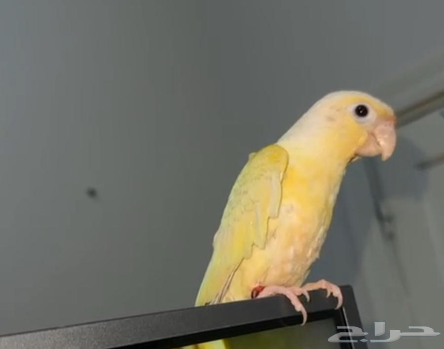 كنيور مون شيك انتاج محلي64385272418050111