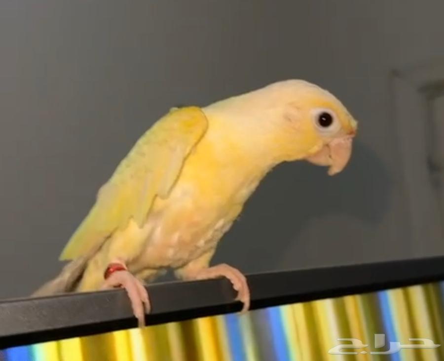 كنيور مون شيك انتاج محلي64385272418050112