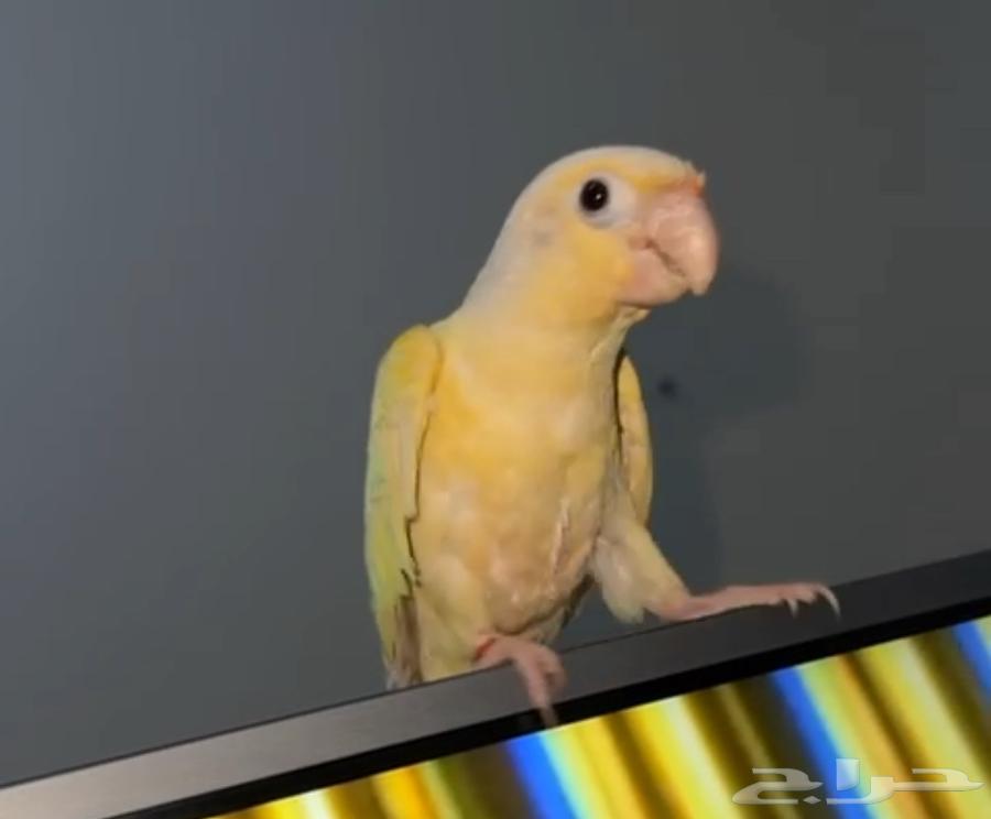 كنيور مون شيك انتاج محلي64385272418050113