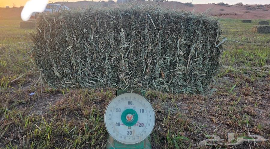 بلوبنك ناعم وزن من 18 وأكثر شد طيب64380521681283113