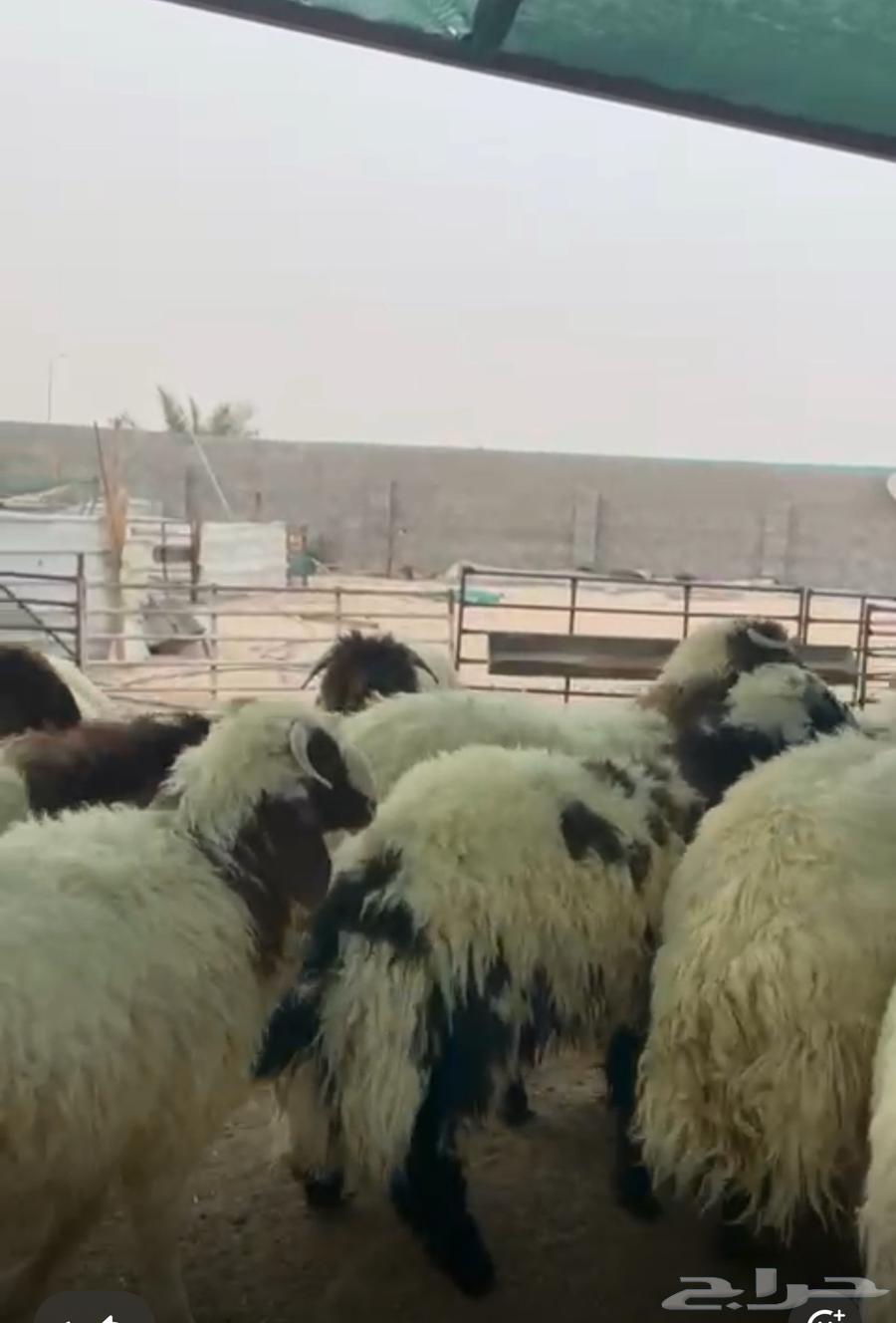 Pure, high-quality, premium lamb with fat (market demand white wool) wholesale only64391341253762112