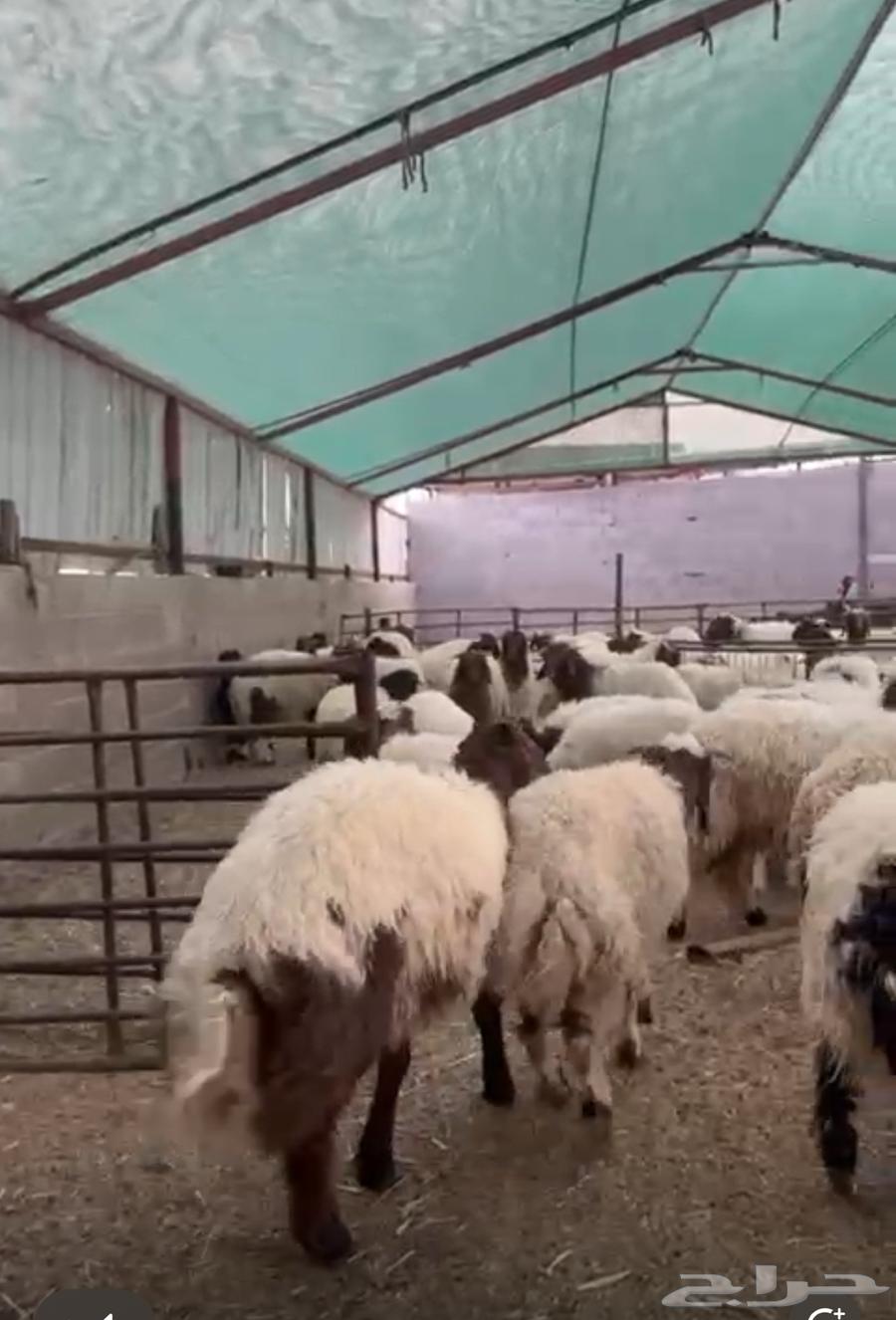 Pure, high-quality, premium lamb with fat (market demand white wool) wholesale only64391341253762113