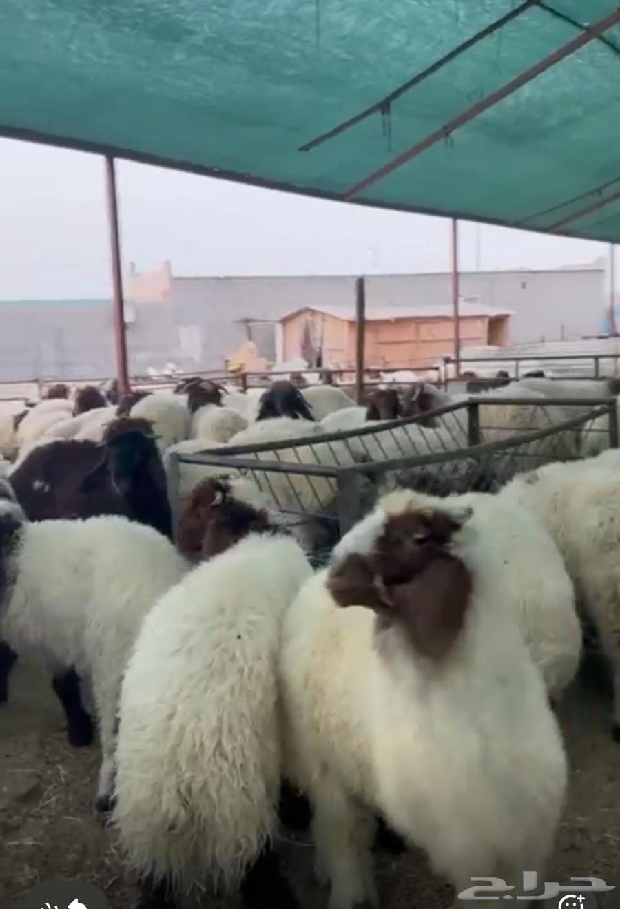 Pure, high-quality, premium lamb with fat (market demand white wool) wholesale only64391341253762110