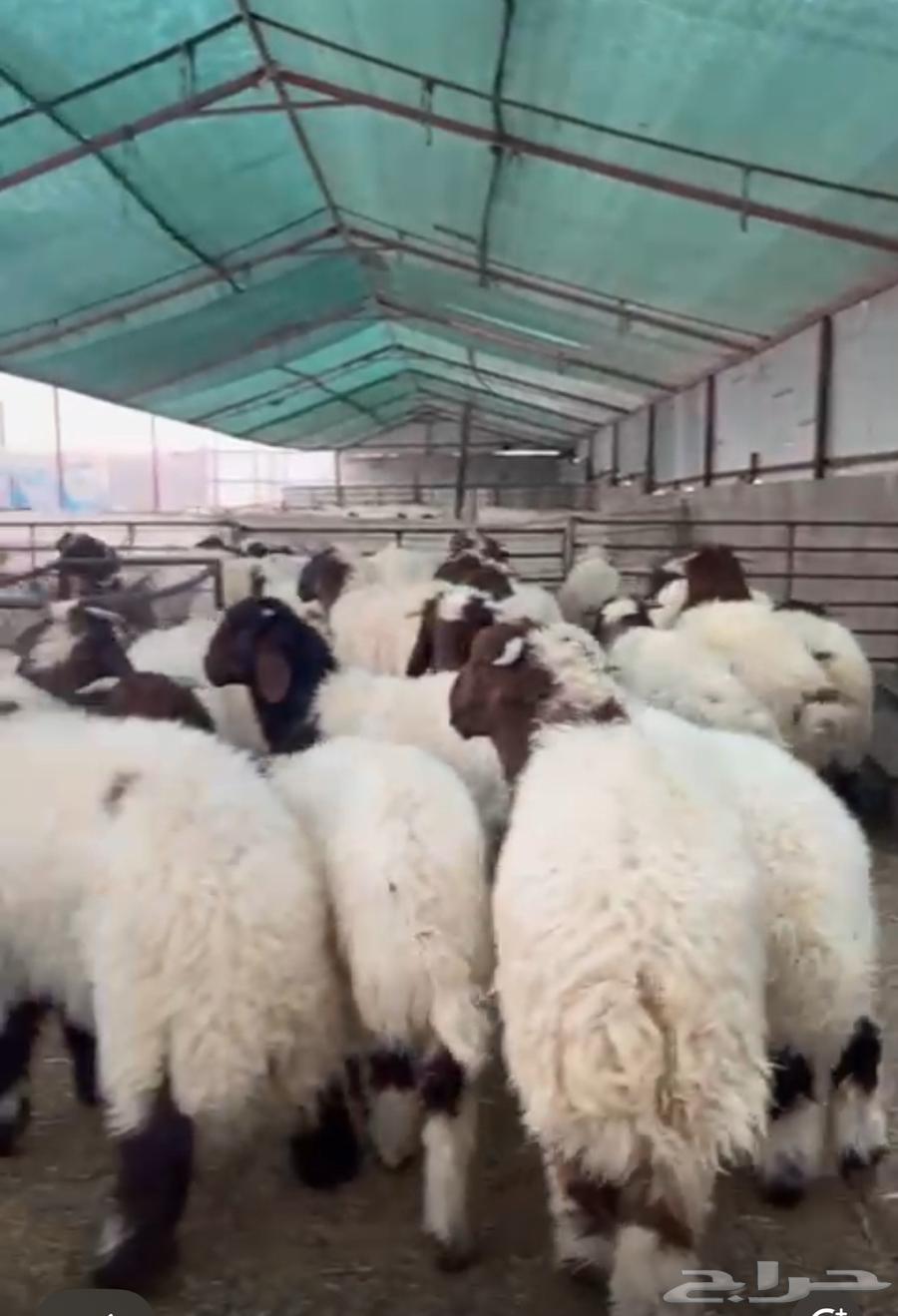 Pure, high-quality, premium lamb with fat (market demand white wool) wholesale only64391341253762111