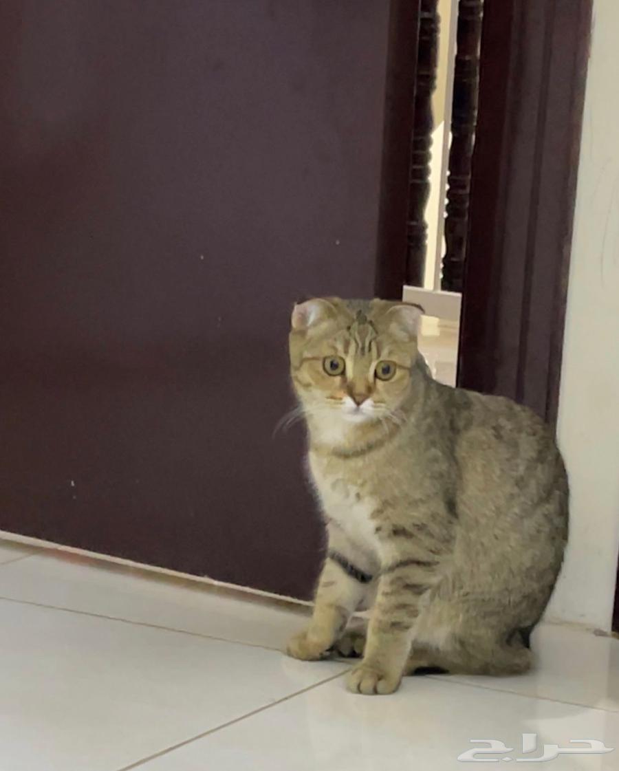 Scottish Fold Tiger64382955849985111