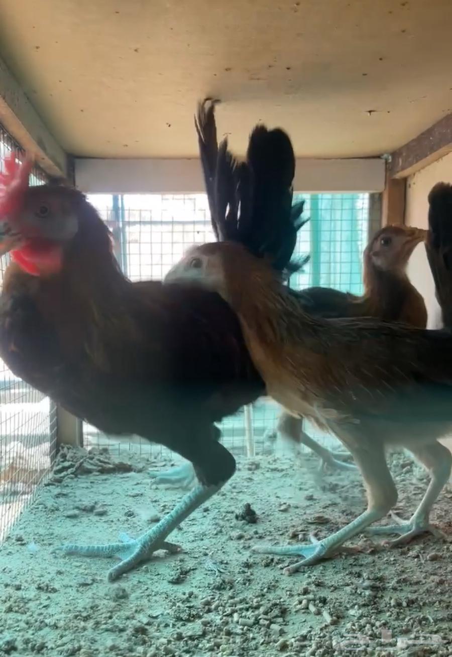 دجاج عربي طقم64391508588417114