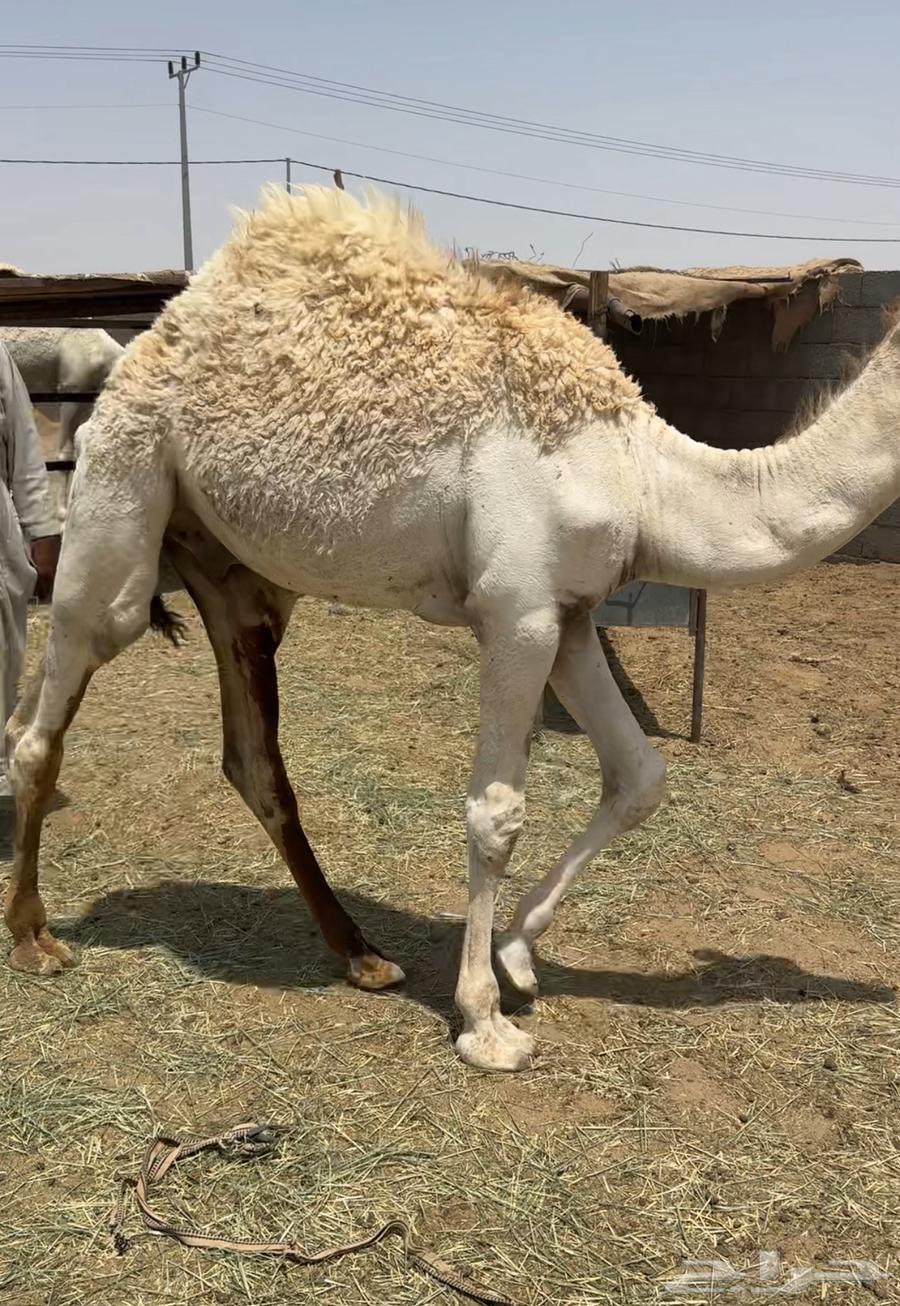 10قعدان كفو في بيشه64381562165761112