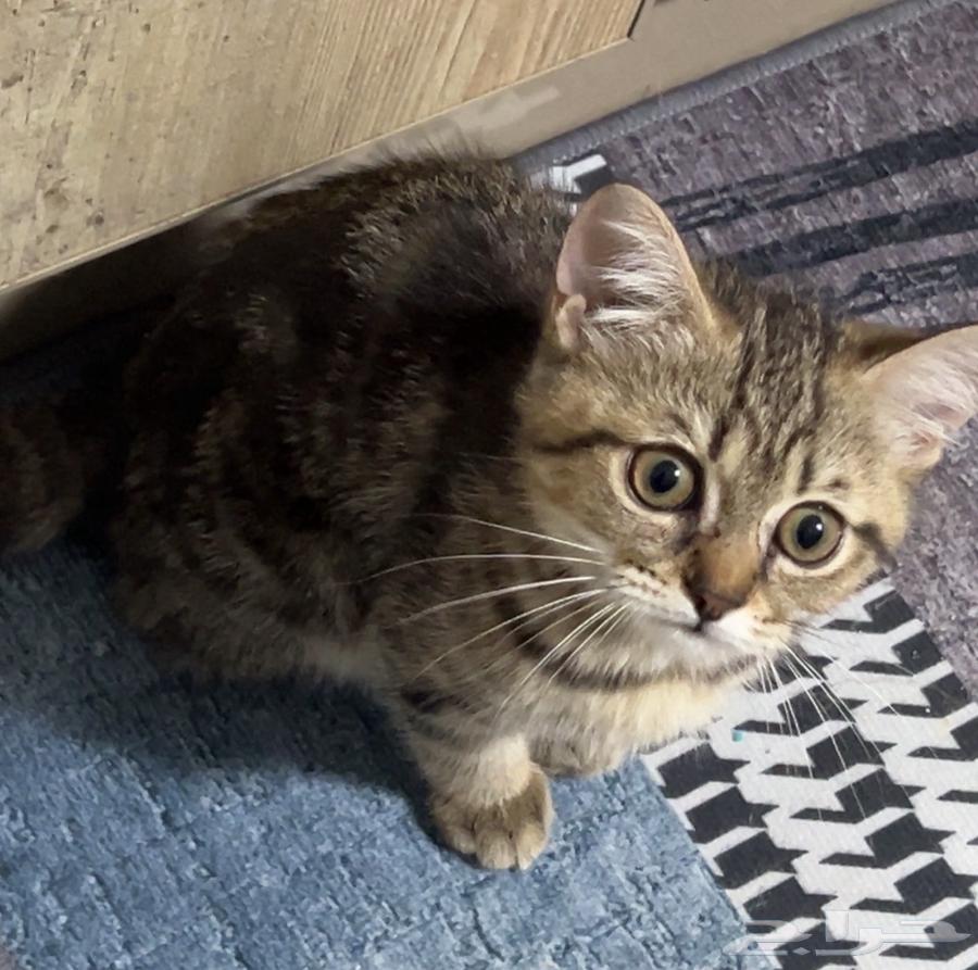 انثى سكوتش ستريت للبيع64390995600258111