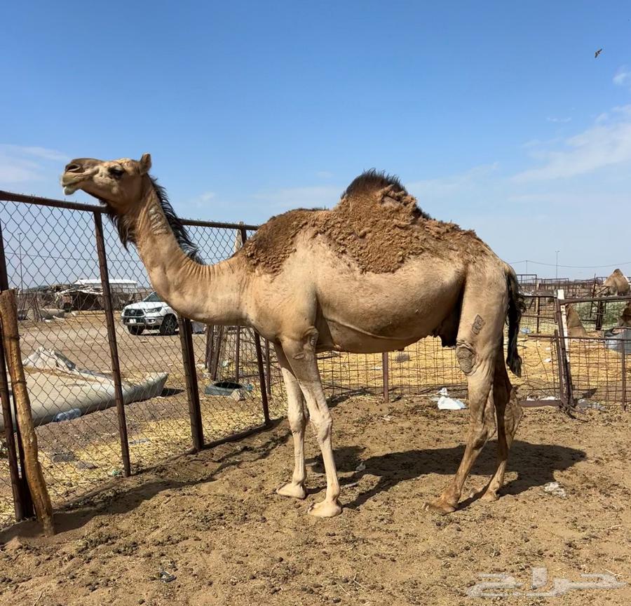 Al-Qa7a Hamra64380652838402112