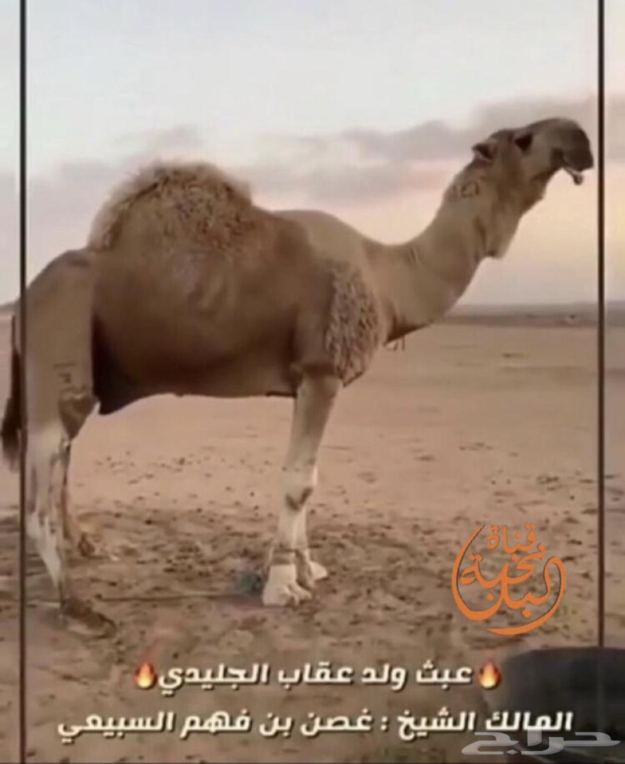 قعود عقابي كفو ولد عبث ولد عقاب الجليدي64387174088963112