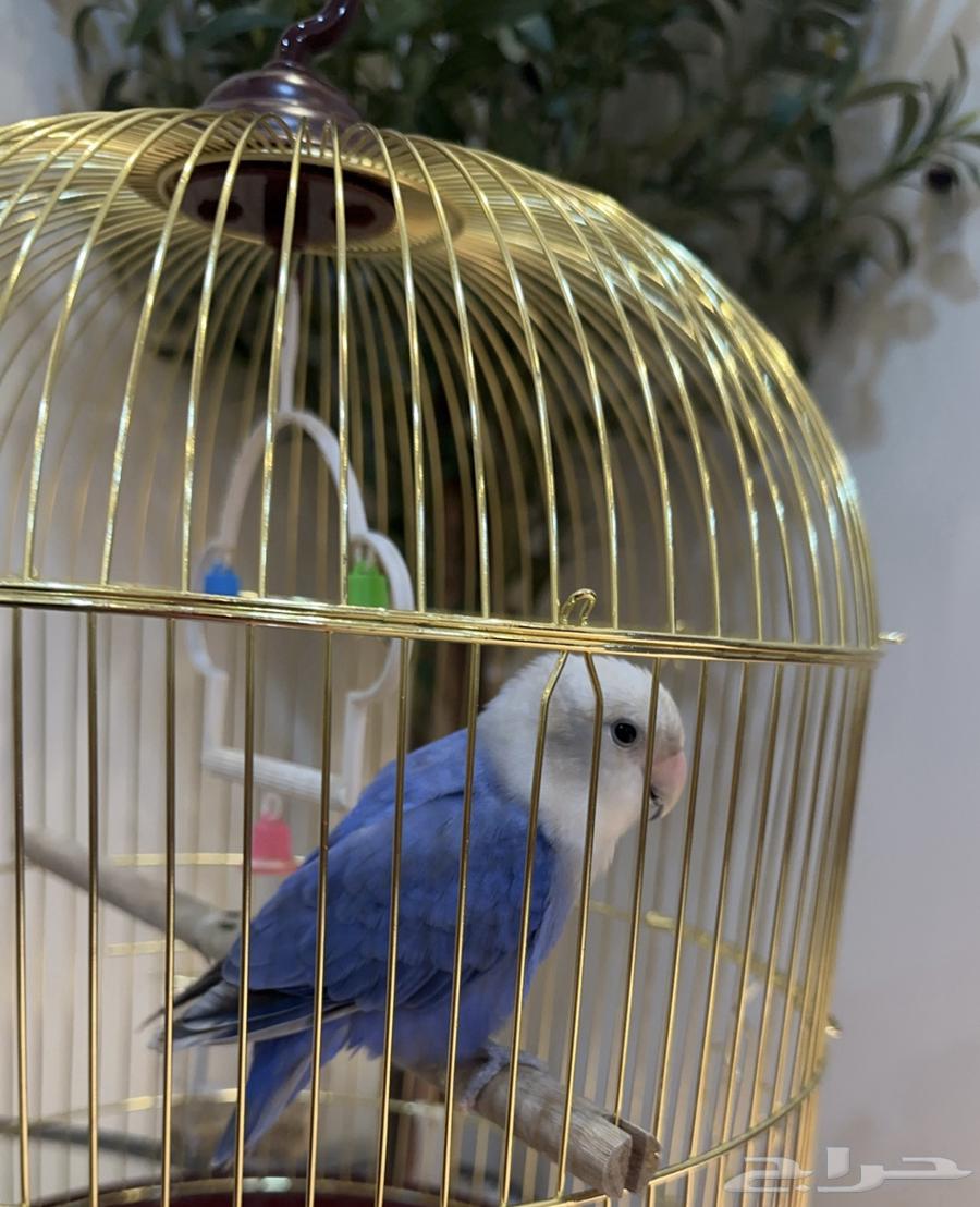 بيع عصفور روز أليف جد ا64386318844417110