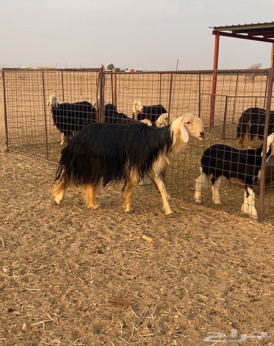 فحل نجدي مشروط64385480830977111