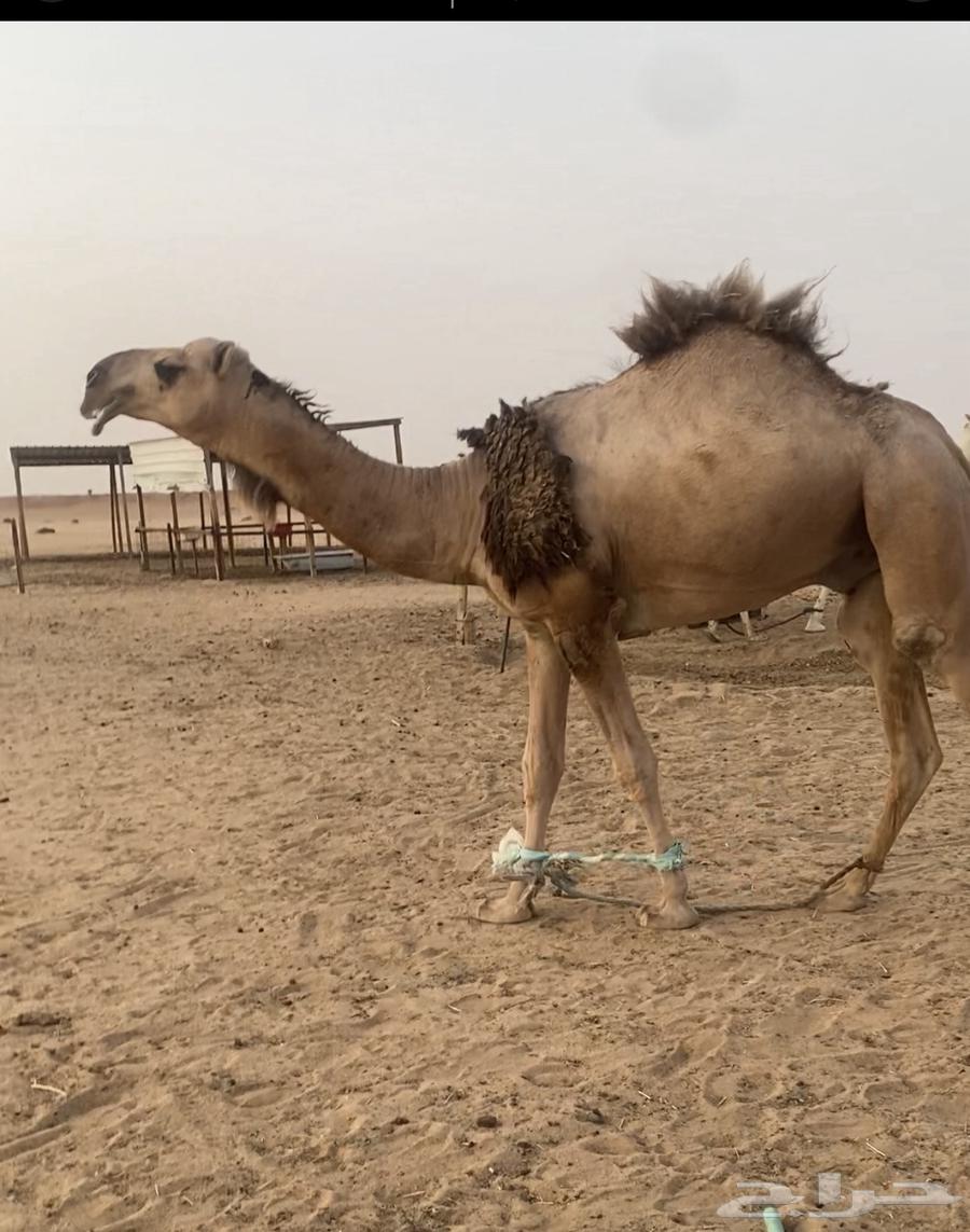 قعود عقابي كفو ولد عبث ولد عقاب الجليدي64387174088963111