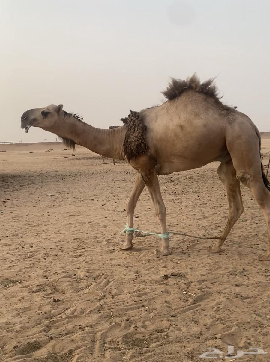 قعود عقابي كفو ولد عبث ولد عقاب الجليدي64387174088963110