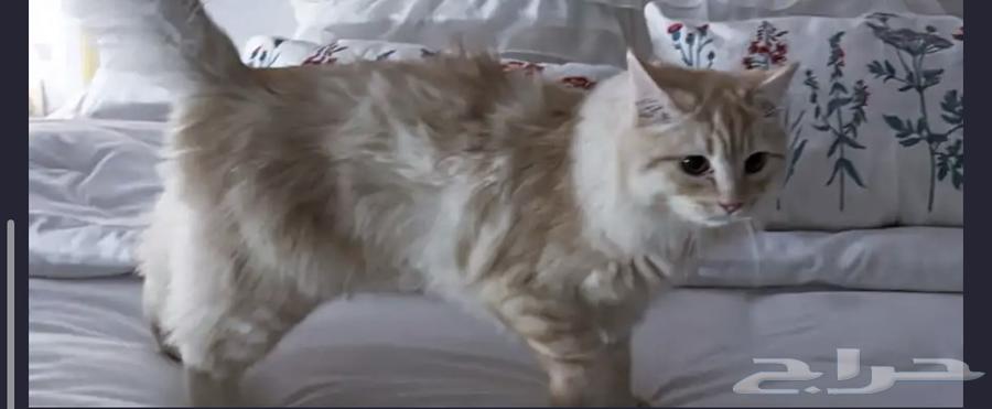 Shirazi cat, one and a half years old, available for adoption, neutered64382279214338110